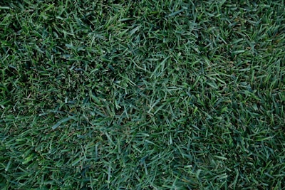 A field of lush, green grass with a dense and uniform texture. The blades vary slightly in shade, creating a rich, natural appearance.