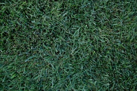 A field of lush, green grass with a dense and uniform texture. The blades vary slightly in shade, creating a rich, natural appearance.
