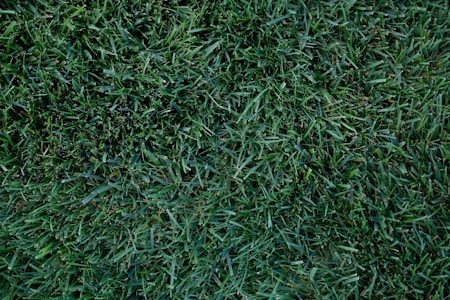 A field of lush, green grass with a dense and uniform texture. The blades vary slightly in shade, creating a rich, natural appearance.