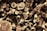 A collection of variously sized cut logs and wooden blocks stacked in a pile. The rings and rough textures of the wood are clearly visible, suggesting freshly chopped timber. The sepia tone adds a vintage or rustic feel to the image.