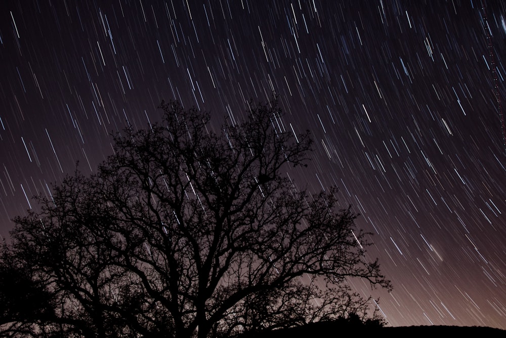 silhouette of trees raining in time lapse photography