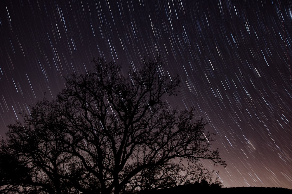 Silueta de árboles lloviendo en fotografía de lapso de tiempo