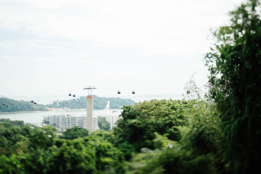 shallow focus photo of green trees