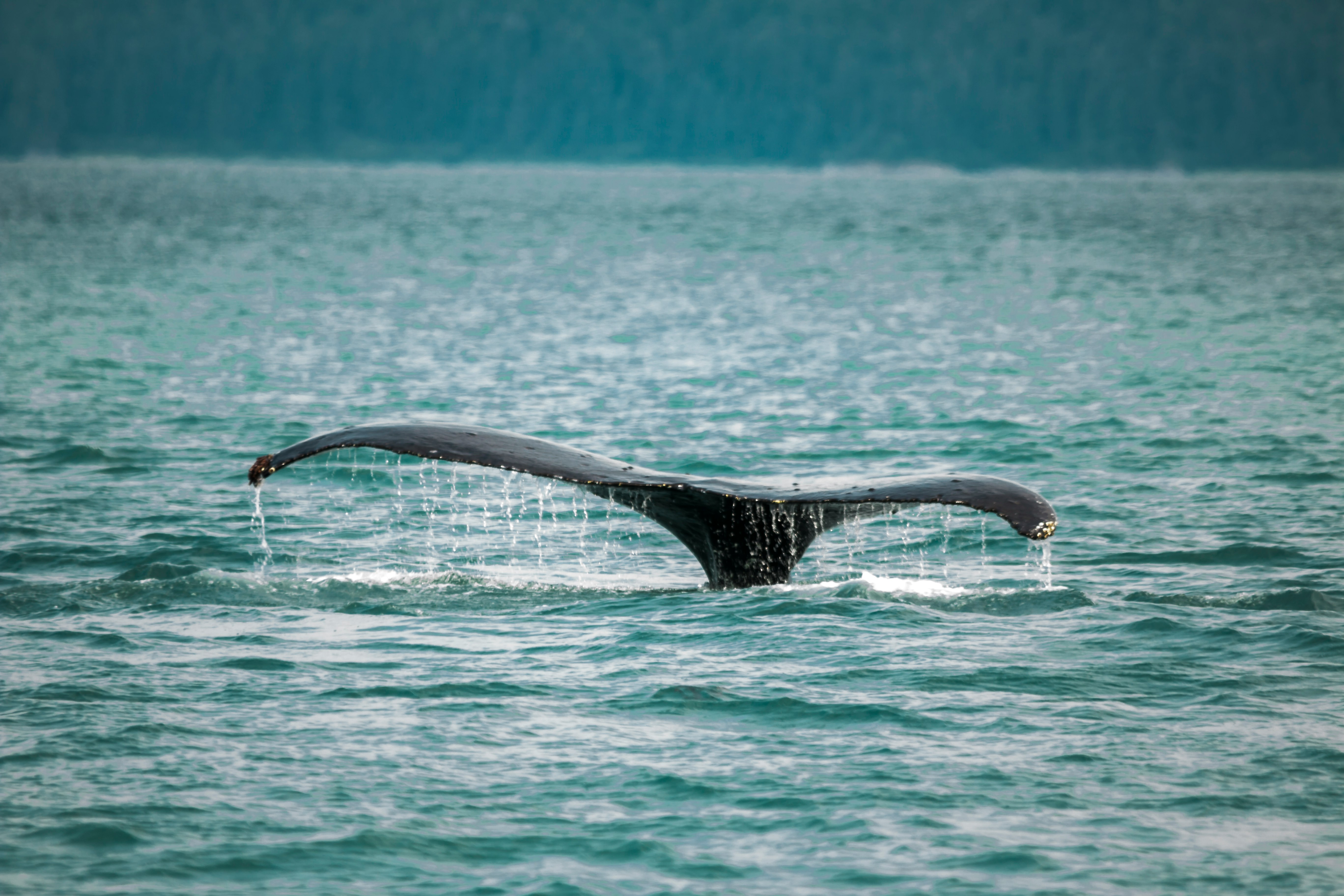 black whale tail on body of water during daytime