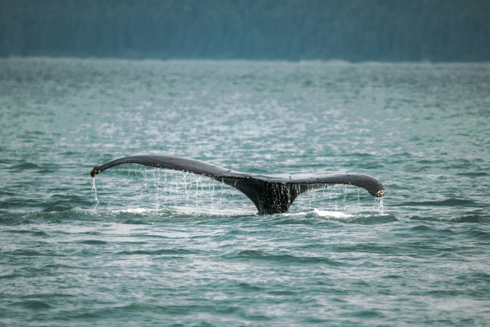 Canon EOS 70D + Sigma 150-500mm F5-6.3 DG OS HSM sample photo. Black whale tail on photography