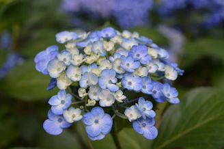 Close-up of a floral wedding centerpiece with soft blue and white tones, matching the Luzara palette.
