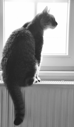 A sleek, elegant cat perched gracefully on a windowsill, sunlight casting soft shadows highlighting her poised expression.