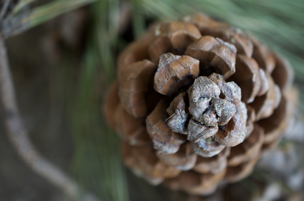 close up photography of pine cone