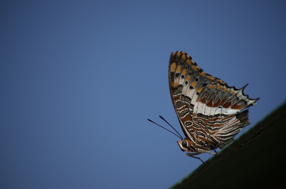Ein braun-weißer Schmetterling, der auf einem Dach sitzt