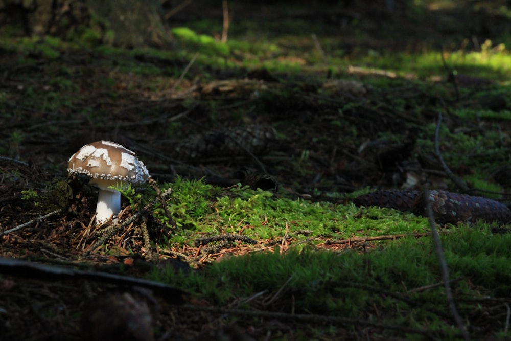 photo peu profonde de champignon sauvage dans la forêt