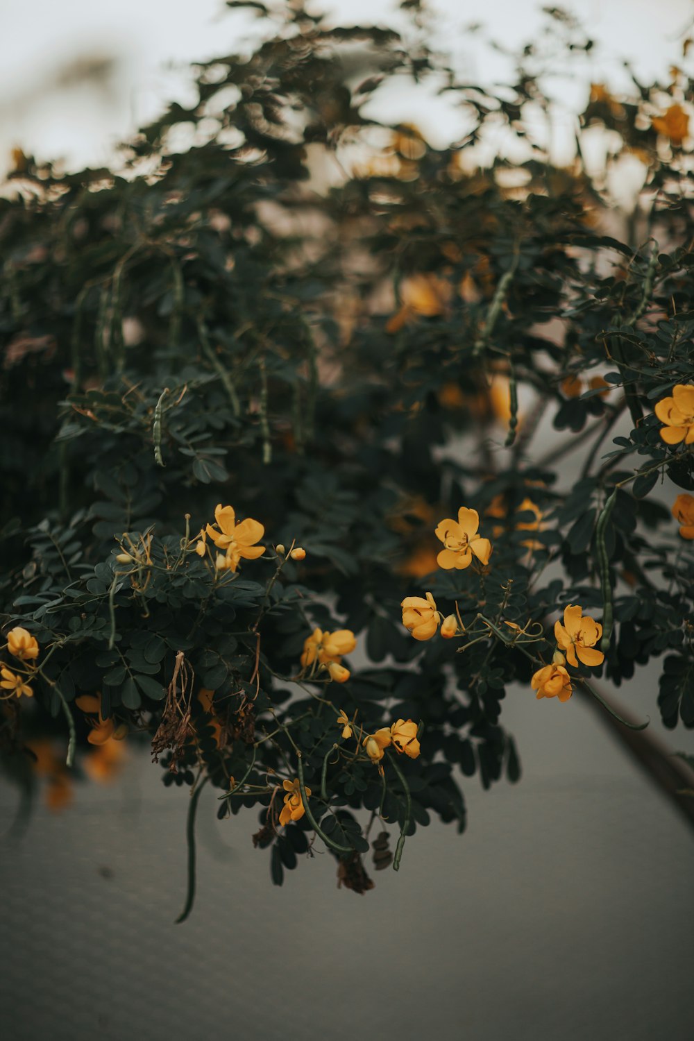 yellow petaled flower