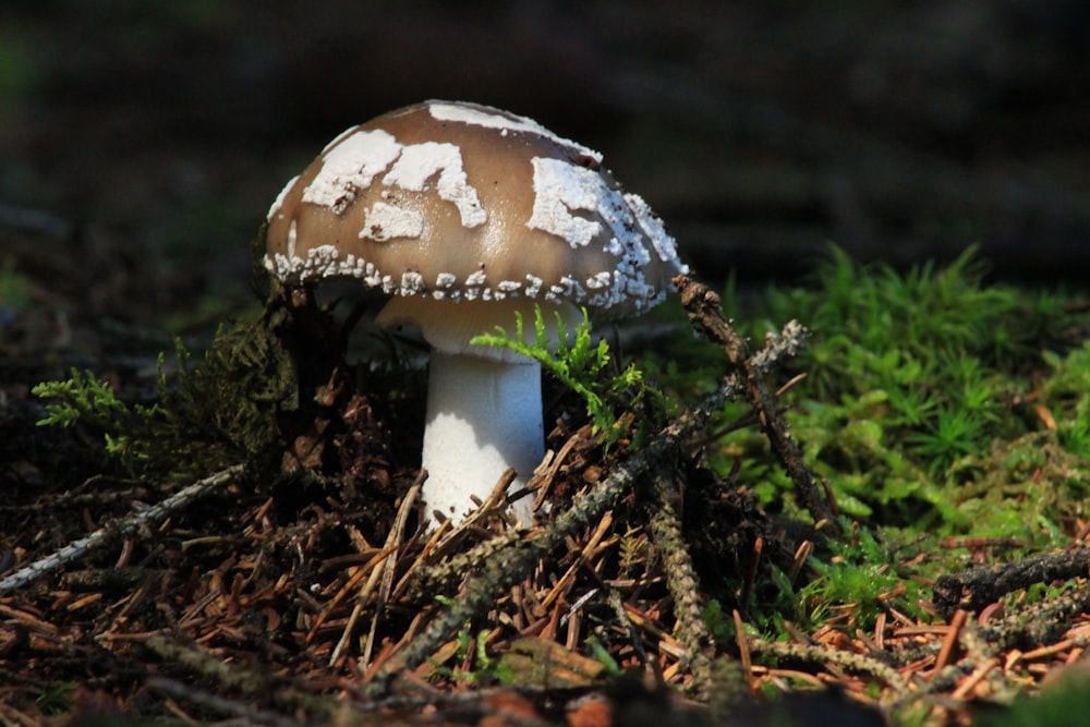 숲 바닥에 있는 갈색과 흰색 버섯의 클로즈업