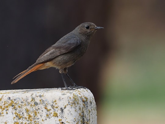 gray bird on brown stone in selective focus photography in Castrotierra de la Valduerna Spain