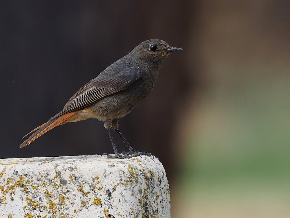 gray bird on brown stone in selective focus photography
