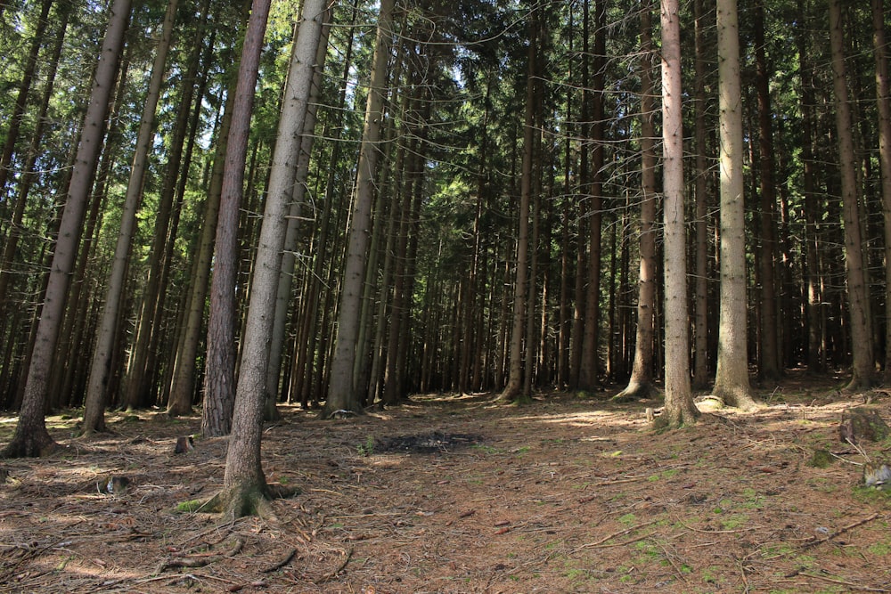 Bosque bajo el cielo azul durante el día