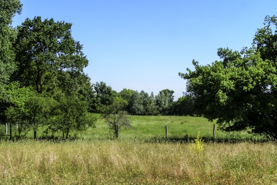 A lush, green field surrounded by dense trees and shrubs under a clear blue sky. The grass appears tall and slightly unkempt, with wooden fence posts sparsely placed along the landscape.