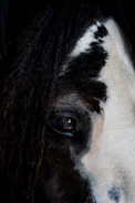 Close-up of a sleek black mare's expressive eyes under soft golden light.