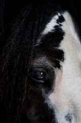 Close-up of a black stallion’s intense eyes and shiny coat.