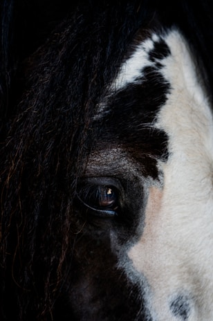 Close-up of a Friesian stallion foal with a shiny black coat and gentle eyes.