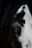 Close-up of Shadow's wise, expressive eyes and sleek dark mane.