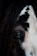 Close-up of Shadow's wise, expressive eyes and sleek dark mane.