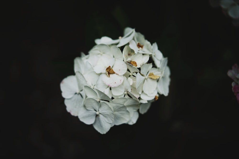 white flowers