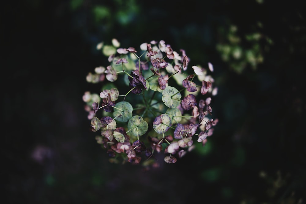 selective focus photography of pink petaled flowers