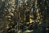 Tall coniferous trees densely populate a forest, with sunlight filtering through the canopy, creating an interplay of light and shadow on the forest floor. The lush greenery indicates a healthy and vibrant ecosystem.