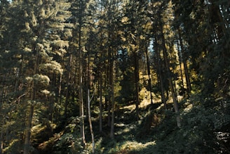 Tall coniferous trees densely populate a forest, with sunlight filtering through the canopy, creating an interplay of light and shadow on the forest floor. The lush greenery indicates a healthy and vibrant ecosystem.
