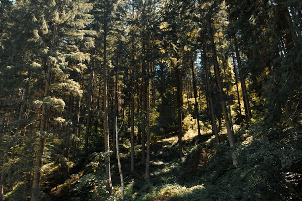 Tall coniferous trees densely populate a forest, with sunlight filtering through the canopy, creating an interplay of light and shadow on the forest floor. The lush greenery indicates a healthy and vibrant ecosystem.