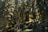 Tall coniferous trees densely populate a forest, with sunlight filtering through the canopy, creating an interplay of light and shadow on the forest floor. The lush greenery indicates a healthy and vibrant ecosystem.