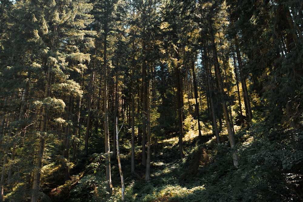 árvores florestais durante o dia