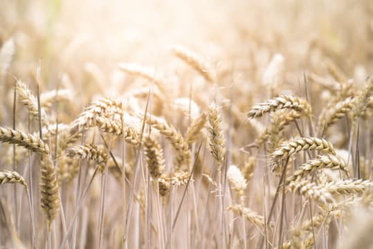 Corn Field