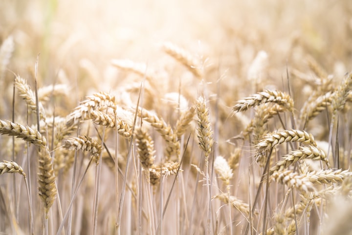 50 benefits of wheat