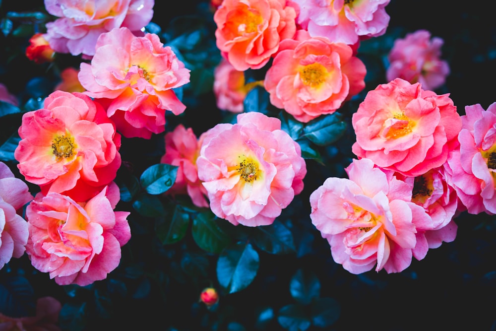 jardim de flores cor-de-rosa