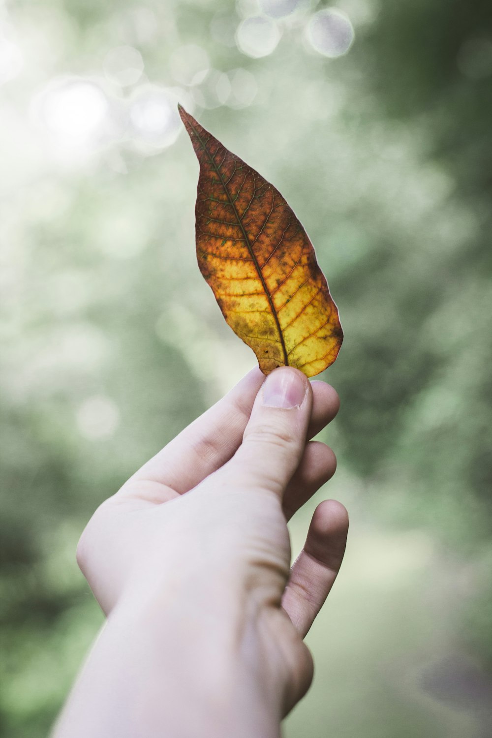 Person, die trockenes Blatt hält