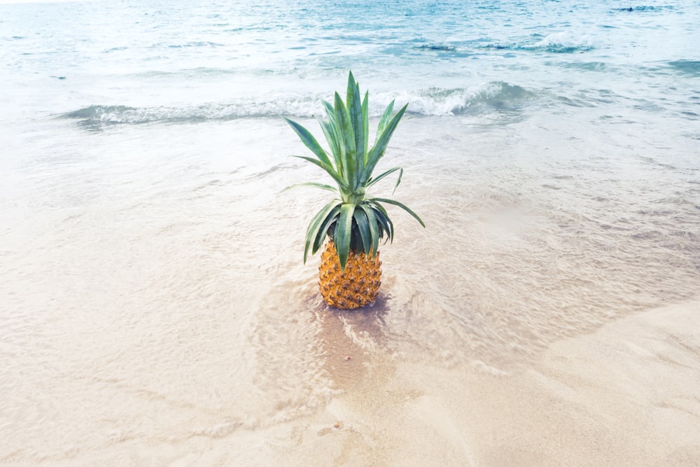 frutta dell'ananas sulla riva della spiaggia durante il giorno
