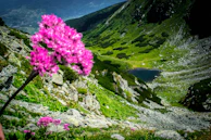 A vibrant mountain landscape with colorful wildflowers in bloom.
