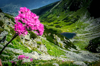 A vibrant mountain landscape with colorful wildflowers in bloom.