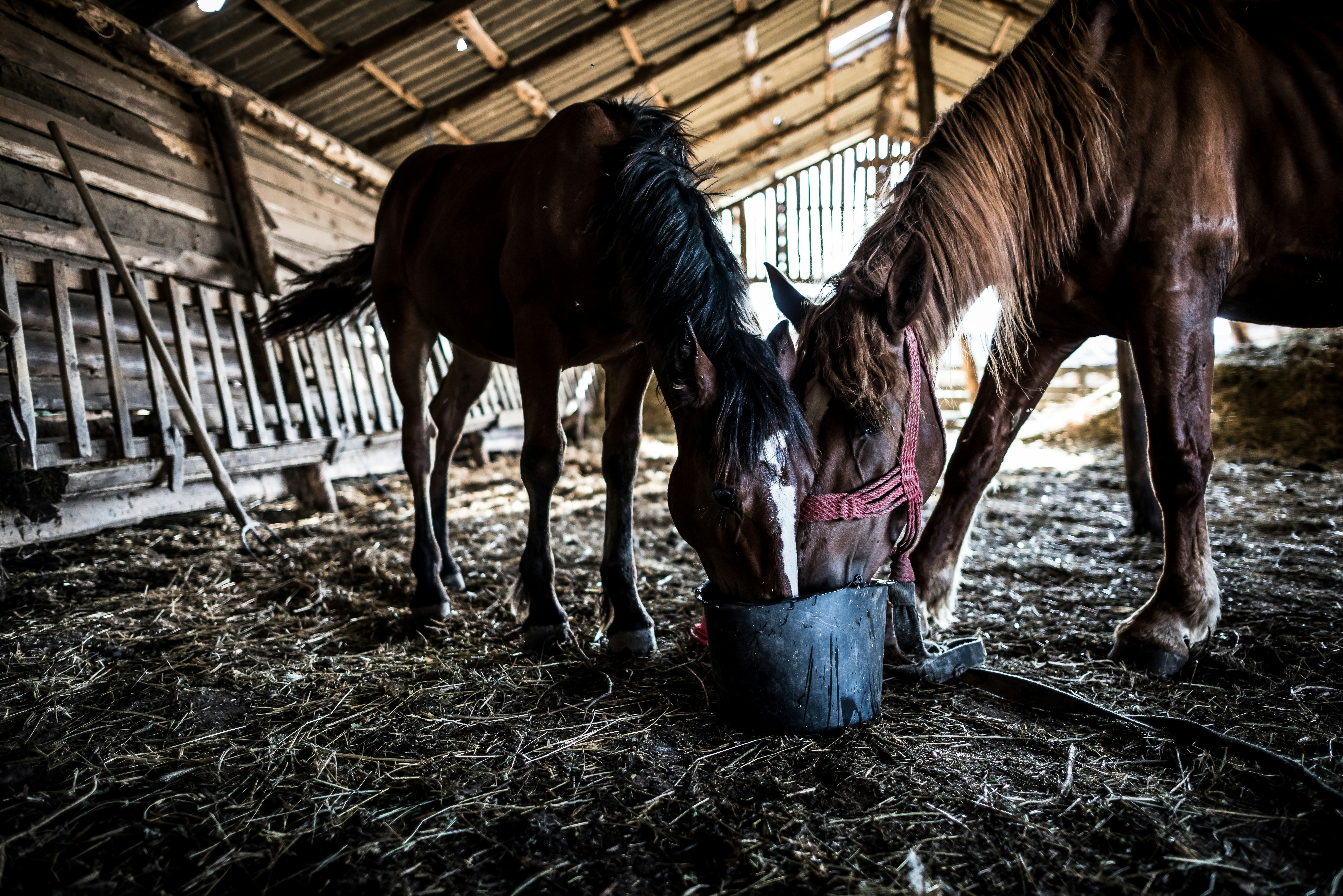 two brown horses