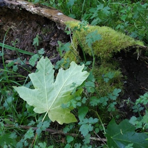 Freshly harvested wild ginseng roots laid out on natural moss in a forest setting in Canada