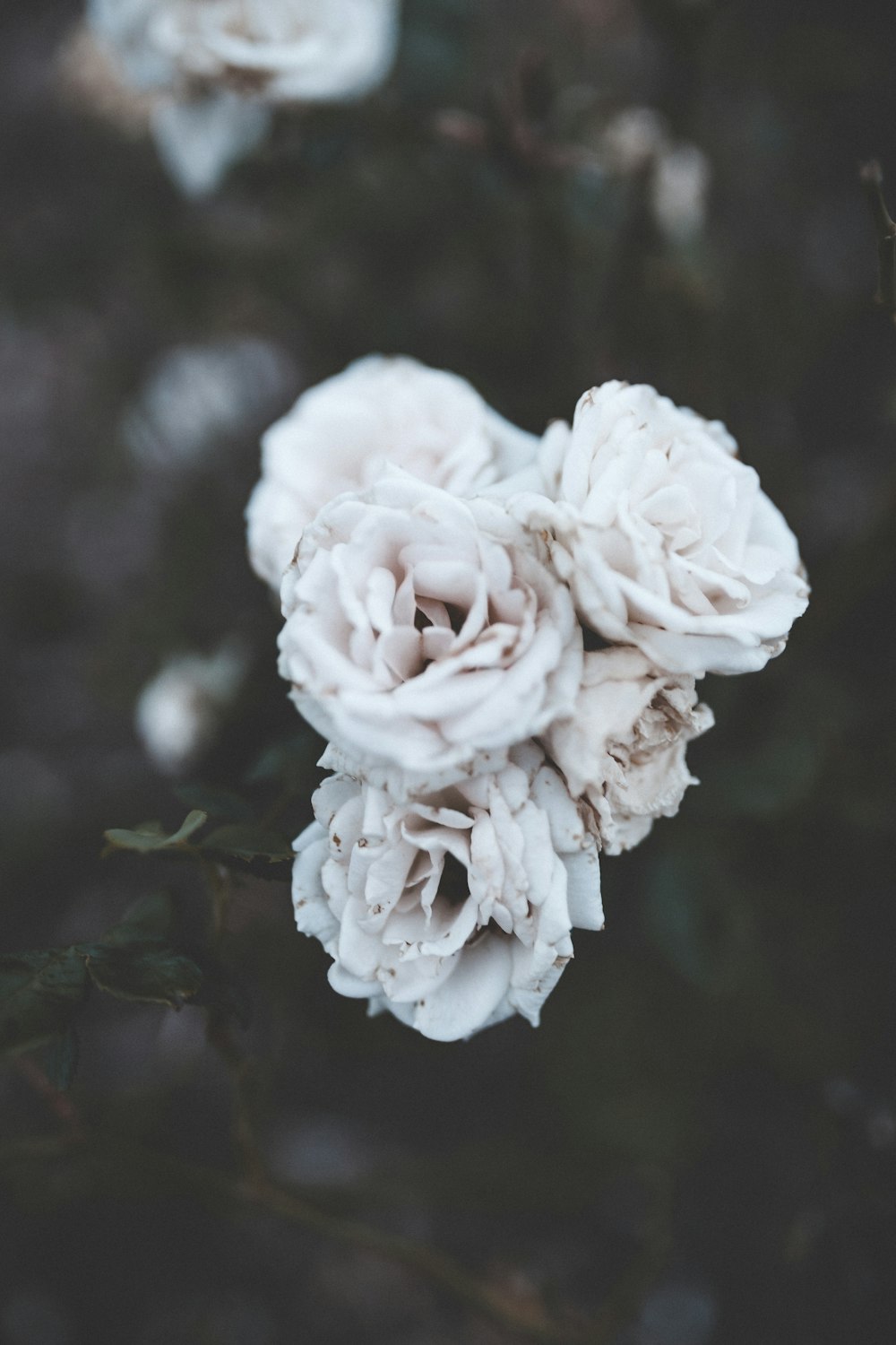 shallow focus photography of white flowers