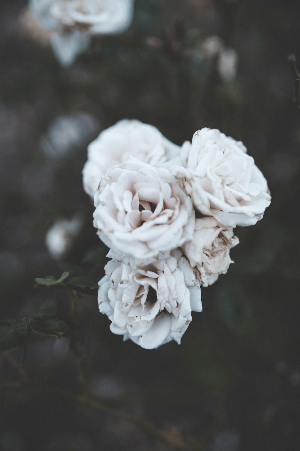 fotografia a fuoco superficiale di fiori bianchi