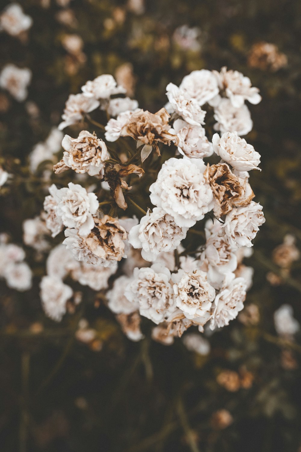 Fotografía de enfoque selectivo de flores de pétalos blancos