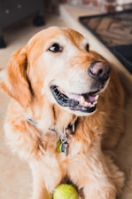 selective focus photo of golden retriever dog