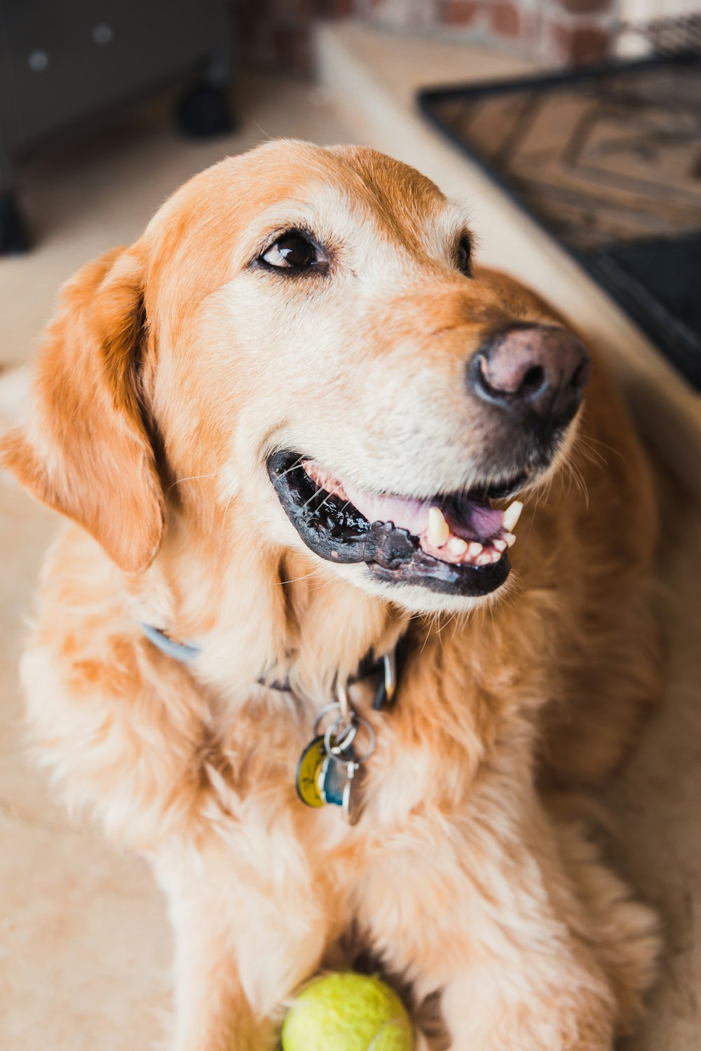 Foto de enfoque selectivo del perro golden retriever