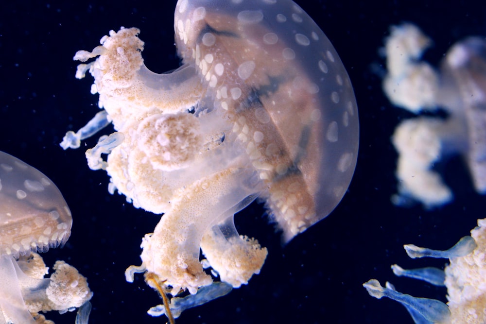 close-up photography of jellyfish