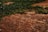 Red bricks form a textured floor or path, with dense green ivy or vines partially covering the area. The scene suggests an outdoor setting, possibly a garden or patio, with natural growth encroaching the structural bricks. Some light spots are visible on the left side, adding subtle contrast.