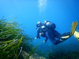 A scuba diver is swimming underwater near tall aquatic plants. The diver is equipped with a scuba tank, fins, and a wetsuit, and is surrounded by clear blue water with some bubbles rising from their breathing apparatus.