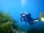 Man diving near aquatic plants in a calm lagoon